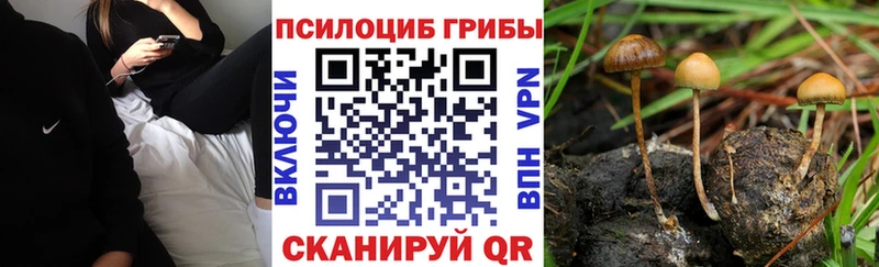 Псилоцибиновые грибы мухоморы  где найти   Тамбов 